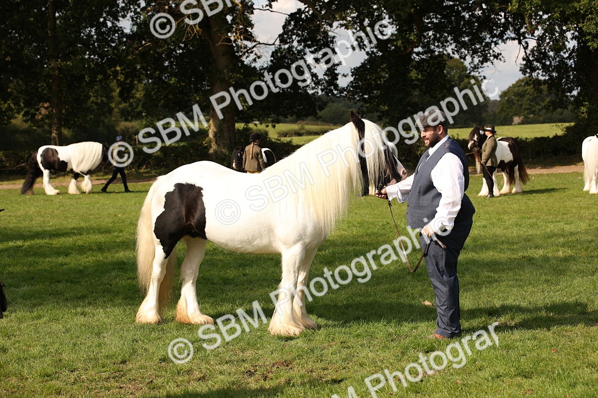 SBM_62289 - S55 - Traditional Cob In Hand