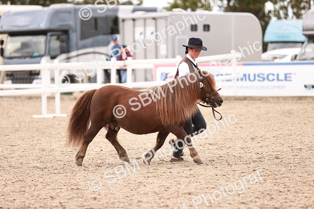 SBM_16912 - Class 415 - Horse-Pony Judge would most like to take home