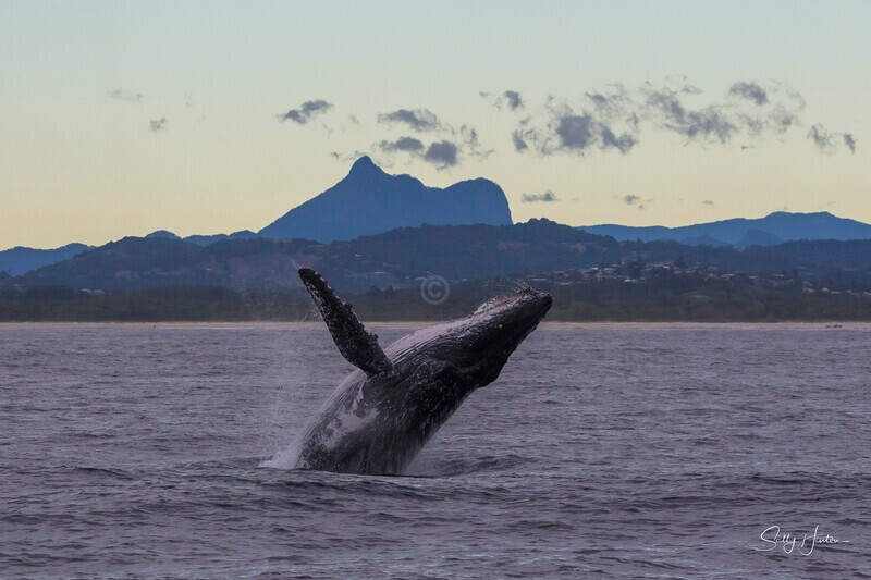 0A3A5264 - 2024 Whale Photos