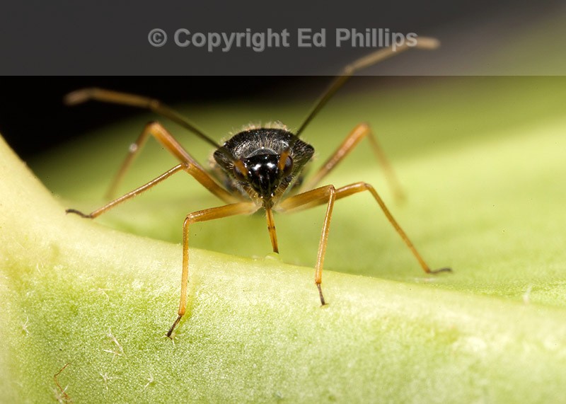 Dryophilocoris flavoquadrimaculatus