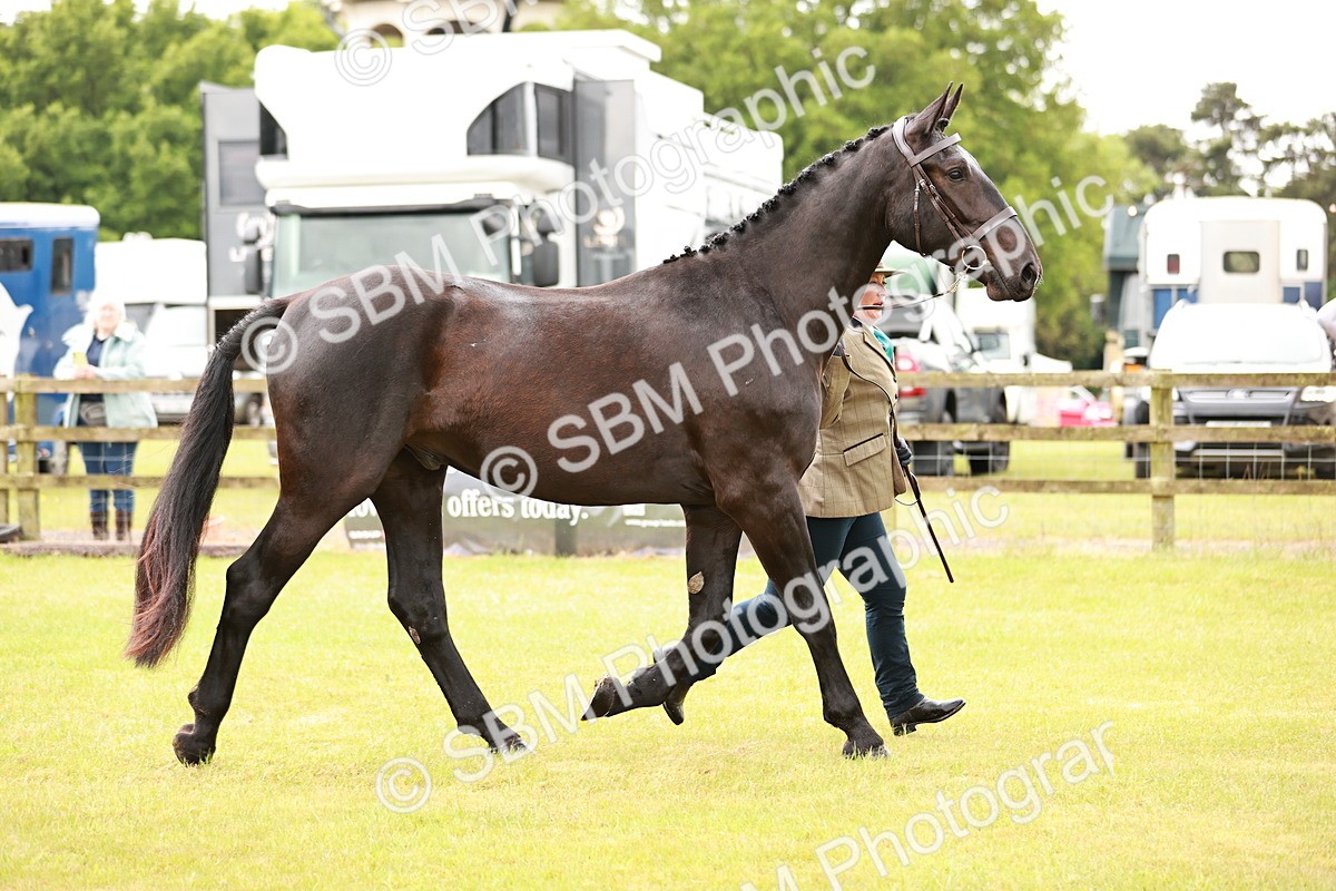 SBM_00767 - Class 26-30 Sport Horse In Hand
