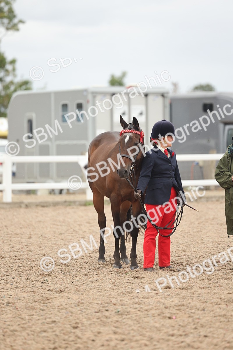 SBM_19337 - Class 317 - IH Pure Bred Horse-Pony