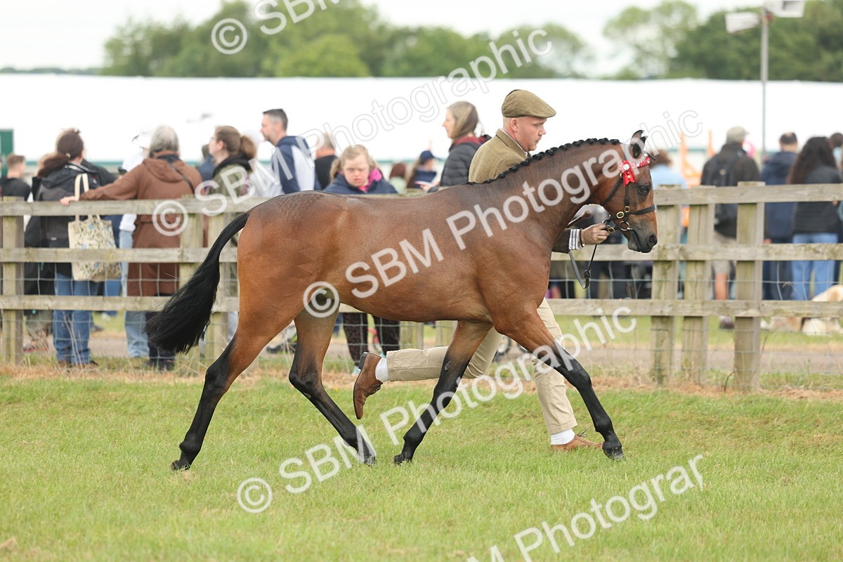 SBM_05451 - Class 68-73 - Riding Pony Breeding