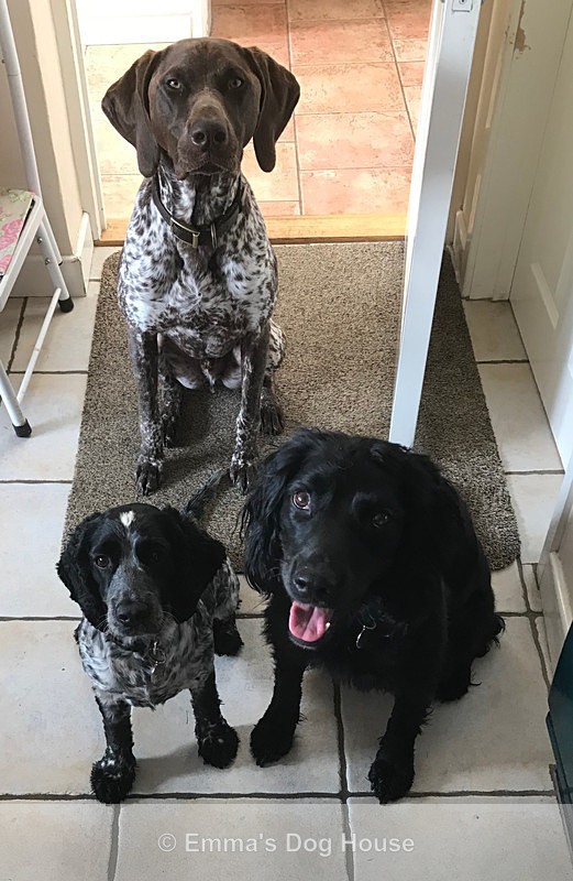  - Dogs