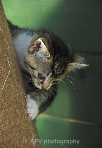 Exploring.. - Dogs'n'Cats