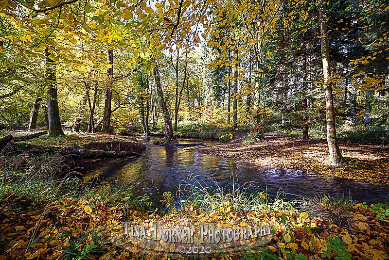 Autumn Stream Blue - Autumn in The Forest of Dean & Wye Valley