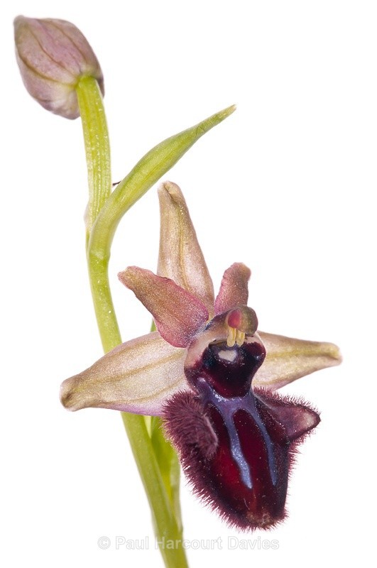  - WB: Orchids - Ophrys