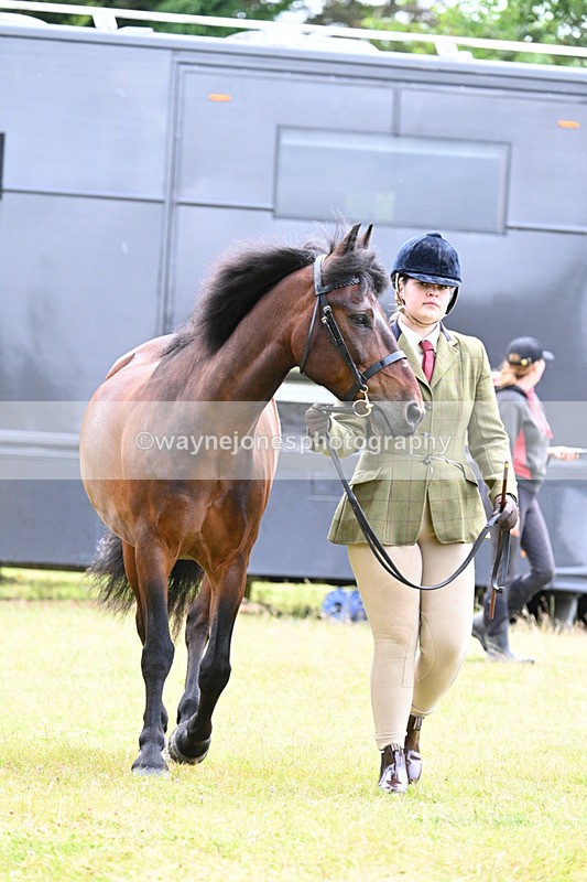 WJ7_6500 - Class 5 Handsome Gelding in hand
