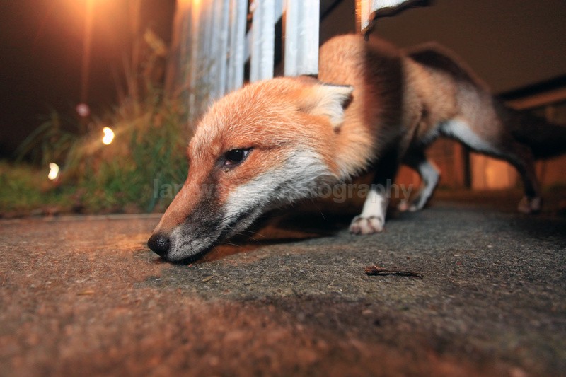 Bristol urban fox going under a gate. - Urban Foxes, Bristol, Great Britain