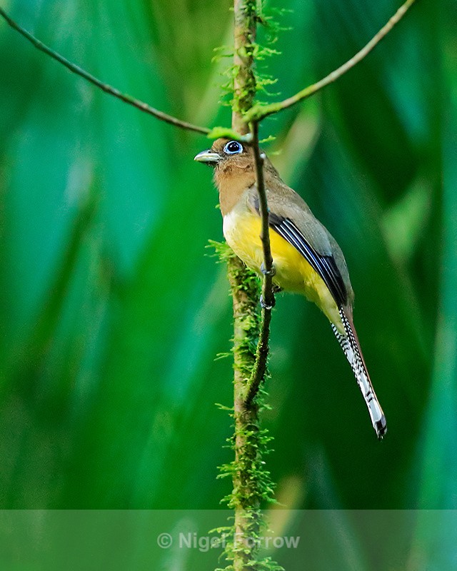 Northern Black-throated Trogon (female), Osa Peninsula, Costa Rica - Northern Black-throated Trogon
