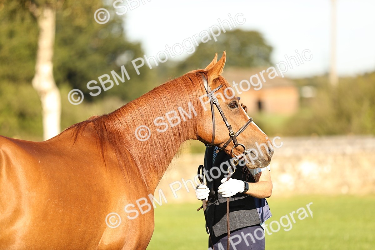 SBM_15735 - S1 - TSR in Hand Horse & Pony Showing