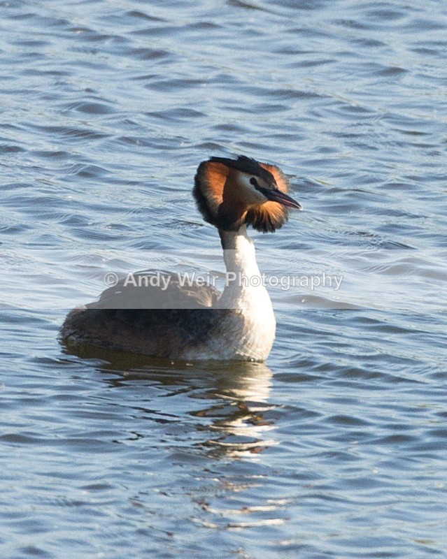20110409-IMG_3043 - Gt. Crested & Little Grebes