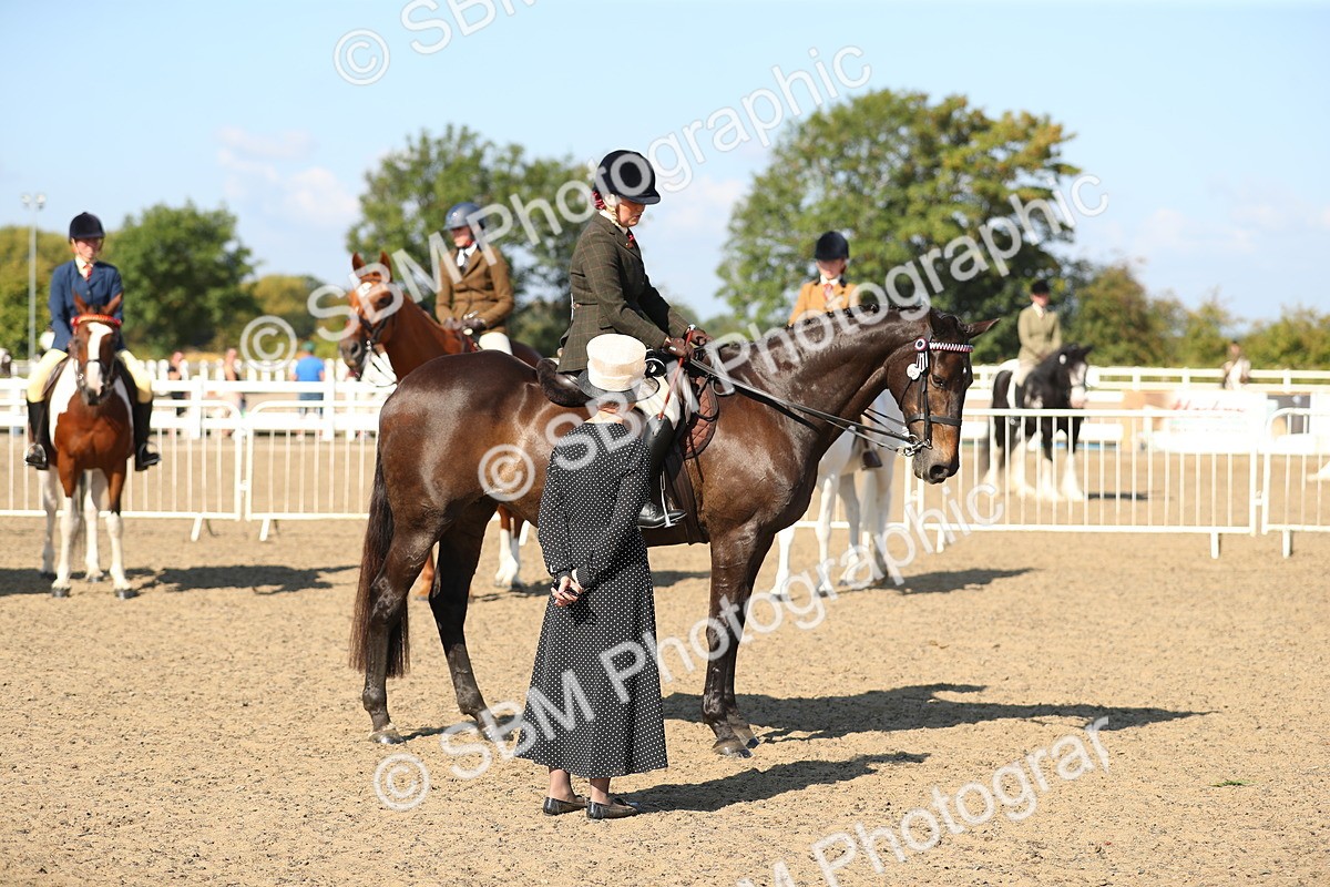 SBM_02311 - Class 43 Ridden Competition Horse/Pony