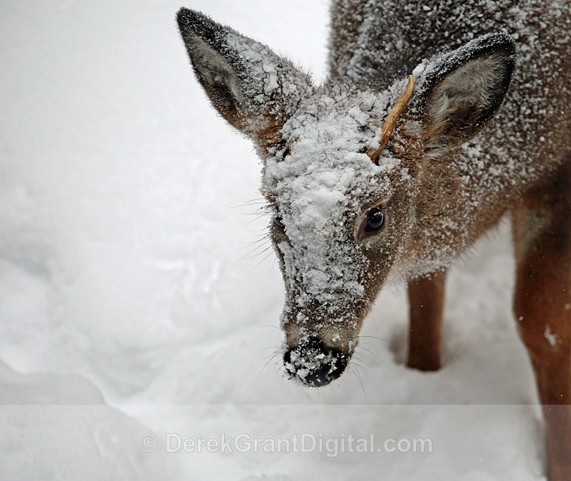 White Faced Whitetail - Winterscape