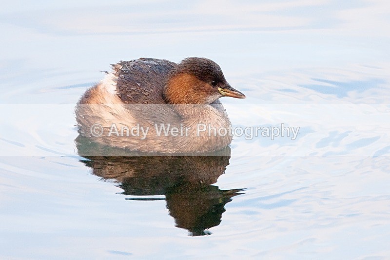 20091212-Moore 040 - Little Grebe
