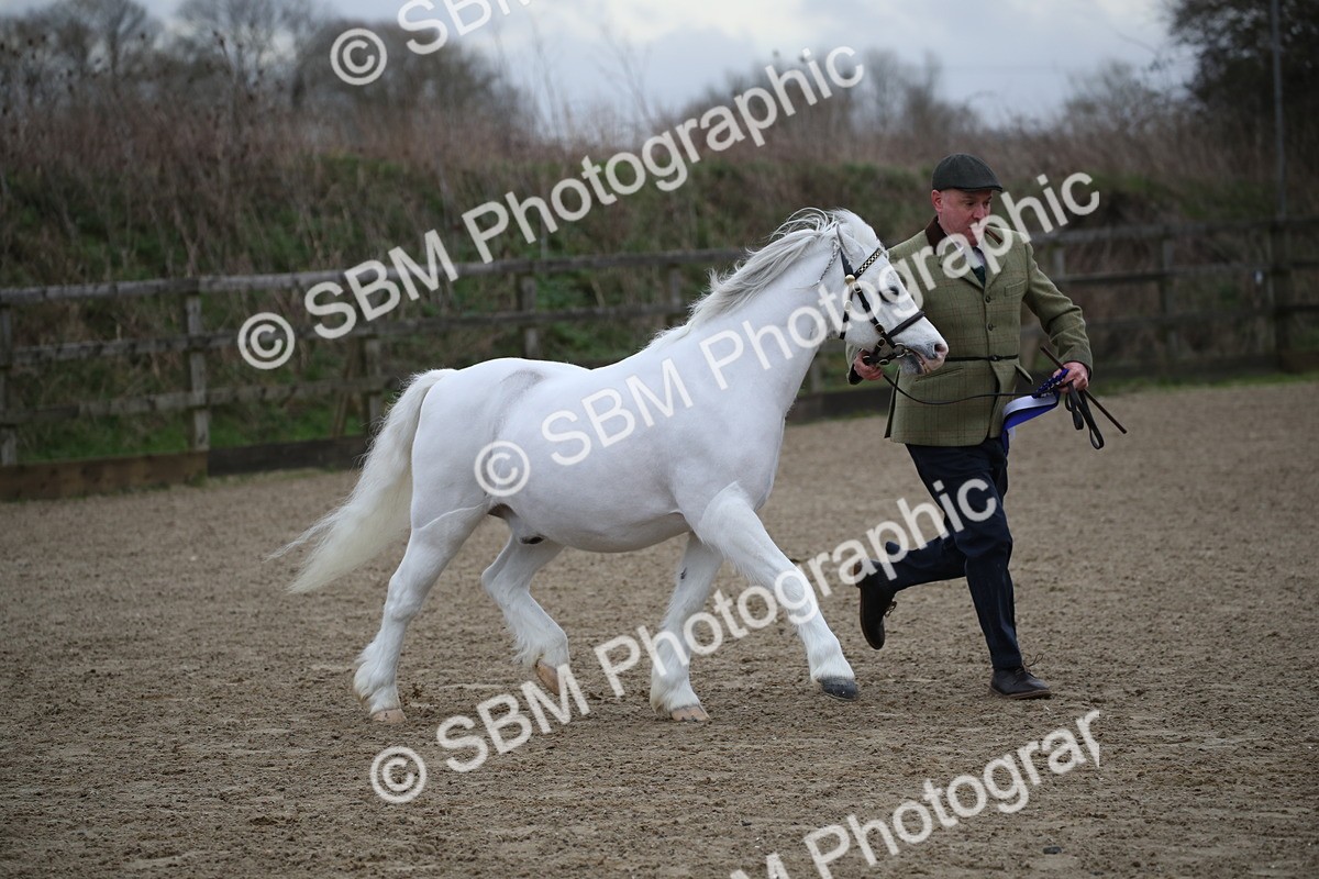 SBM_003956 - Class 1-4 - Young Stock classes Inc. In Hand Championship