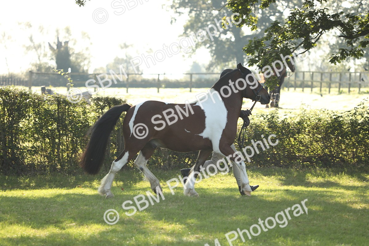 SBM_60837 - S43 - Coloured Pony In Hand