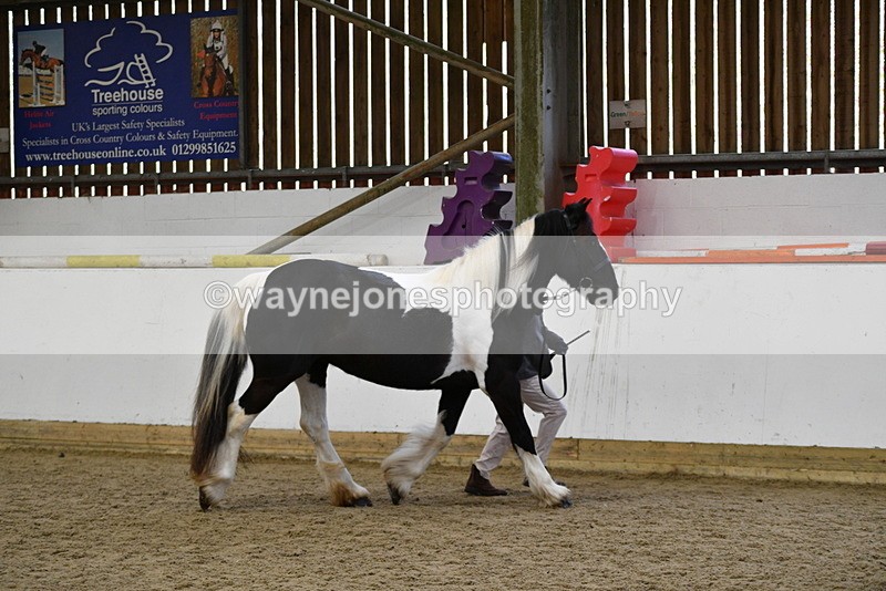 WJ5_5011 - Class 7 In hand coloured / odd coloured