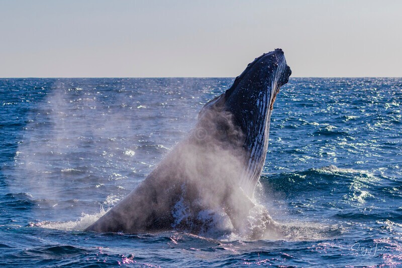 0A3A3992. Head Lunge 1 - 2026 Whales