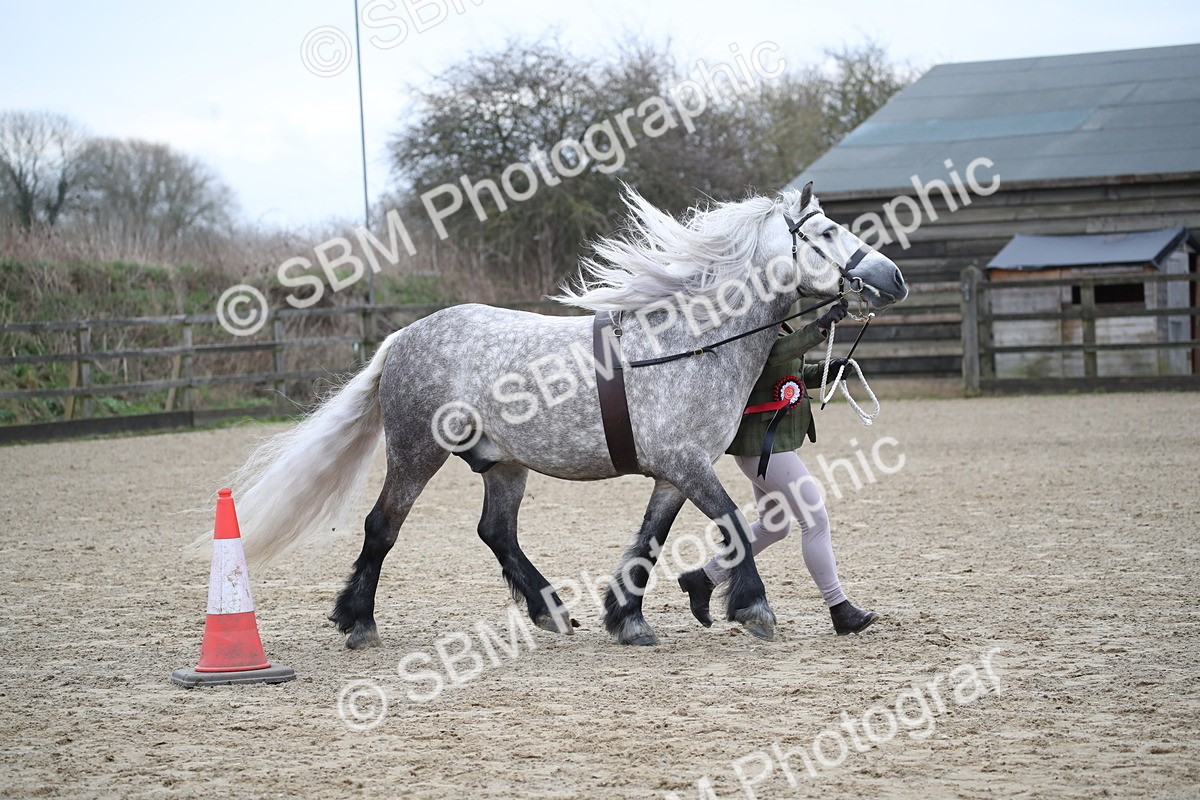 SBM_004088 - Class 1-4 - Young Stock classes Inc. In Hand Championship