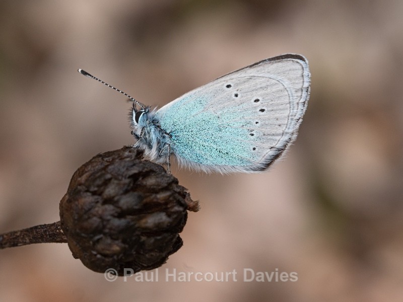 Green-underside blue (Glaucopsyche alexis) - Insects, Spiders and other Animals