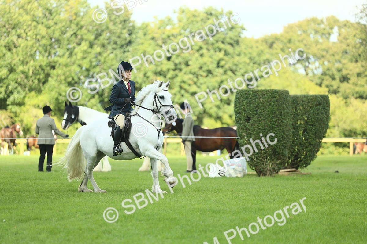 SBM_42916 - S30 - M&M Working hunter Pony