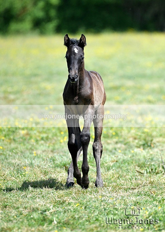 WJ5_4031 - Lyford Stud - Foals 01-06-25