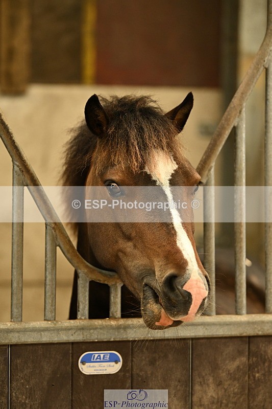 240809A-085018-00020 - Stable Shots