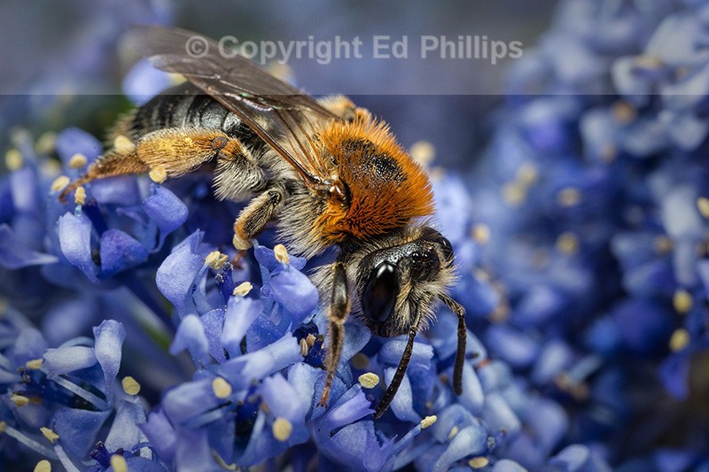 Andrena haemorrhoa (f)