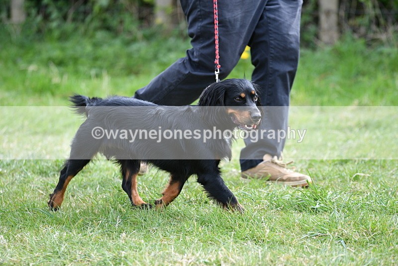 WJ5_9540 - Class 3 Most Handsome Dog