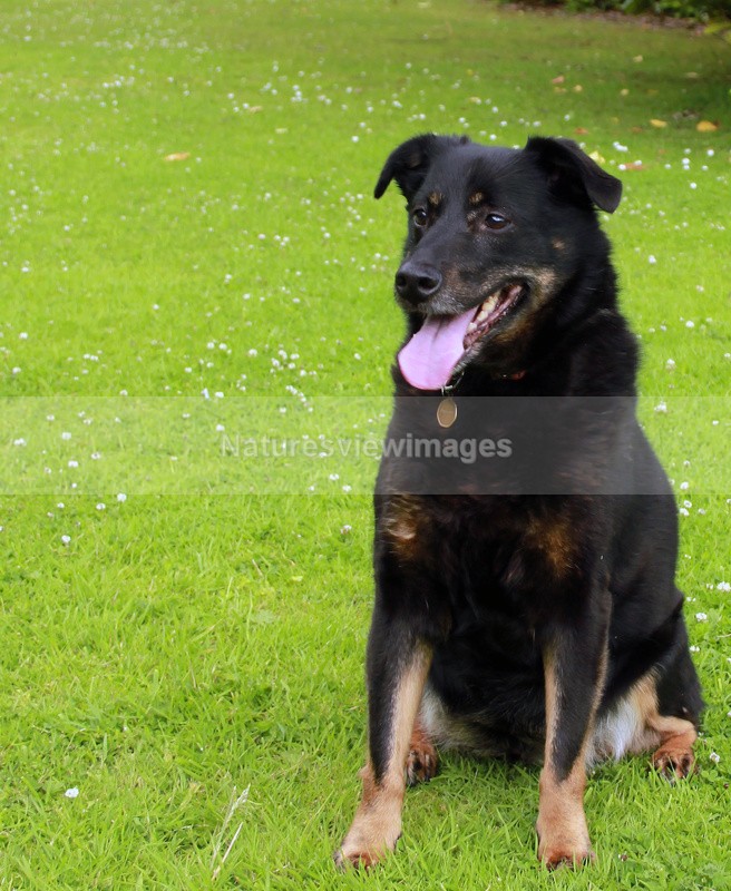 Jade - Pet Photography