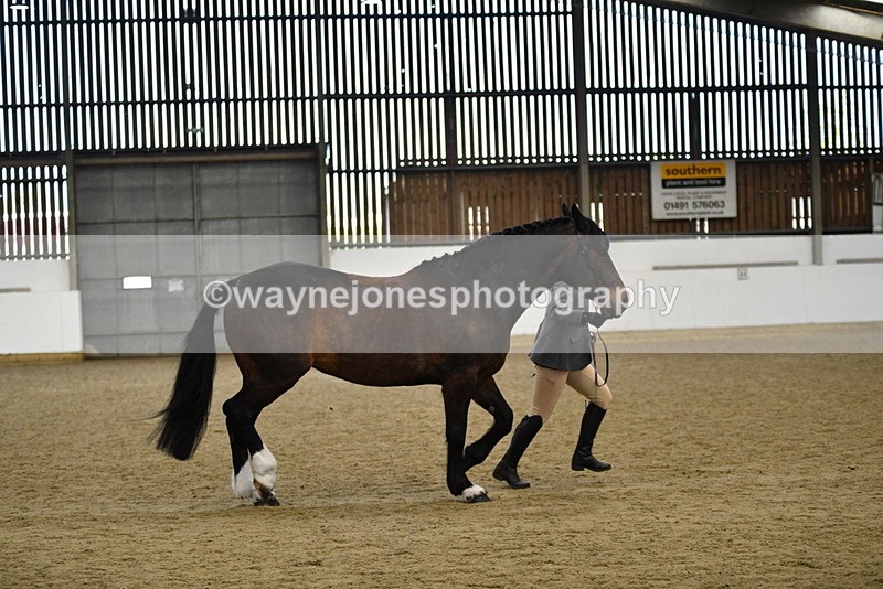 WJ5_5671 - Morning in hand Championship