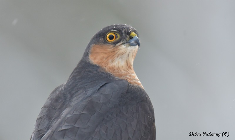 Sparrowhawk - Birds Of Prey