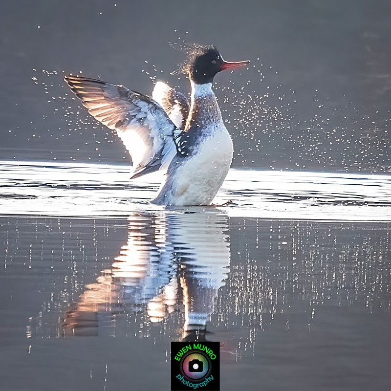 BBW-22- Red Breasted Merganser Flapping - Water-based Birds