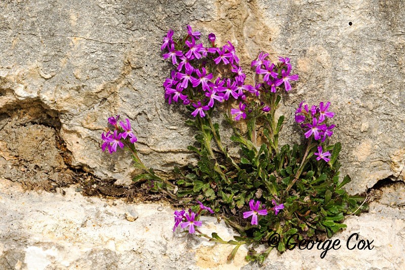 Fairy Foxglove