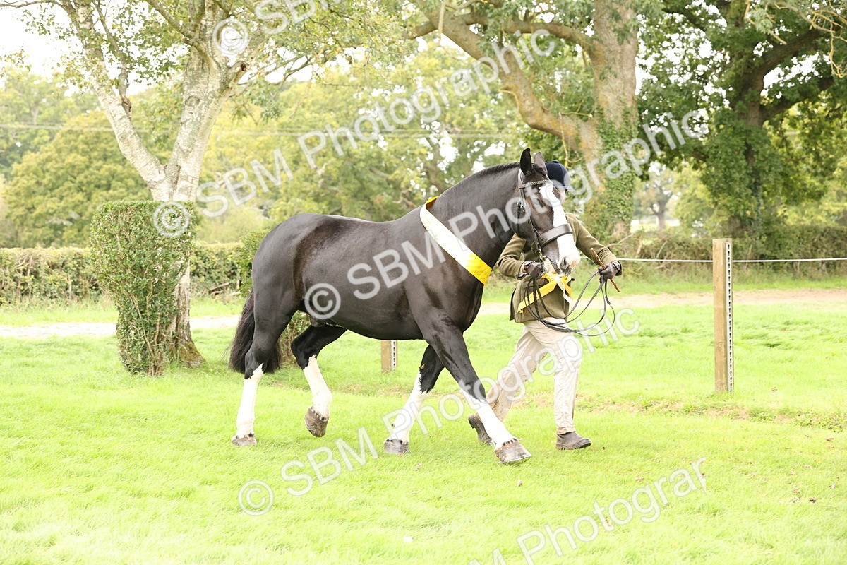 SBM_60844 - In Hand Horse Supreme Championship
