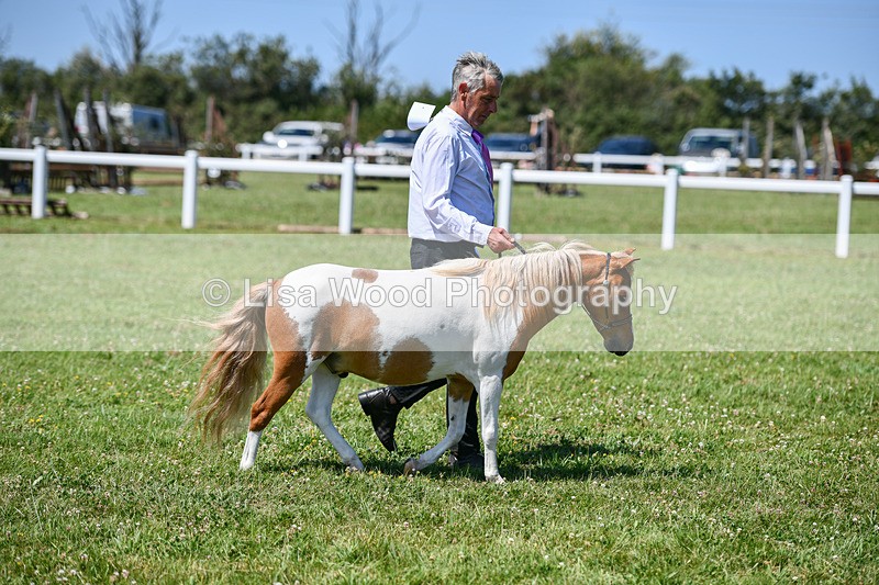 DSC_7105 - Class 61: Miniature Horse 4yrs & over