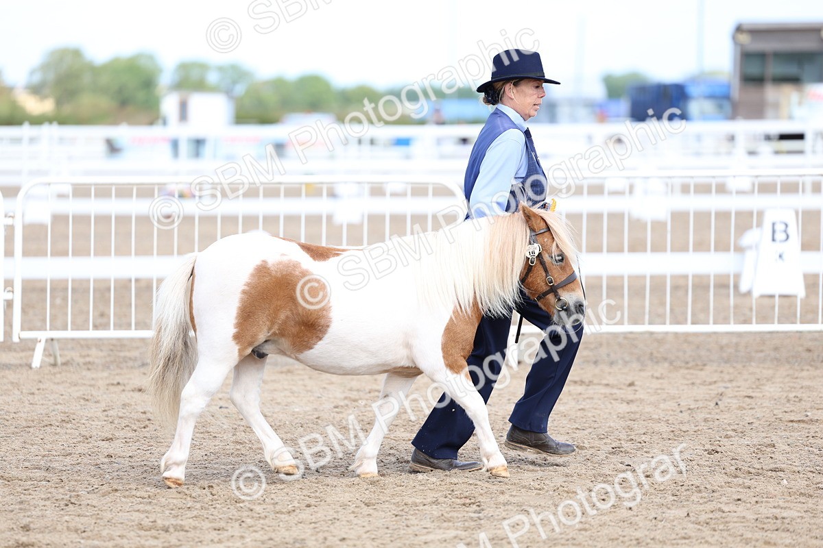 SBM_02416 - Class 19 - Horse or Pony Judge would most like to take home