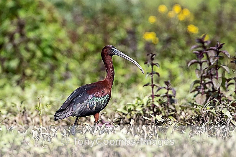 Glossy Ibis - Danube Delta