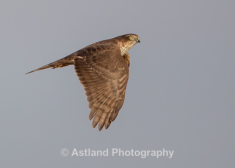 Astland Photography, Bird and Wildlife Images, Susan and Peter Wilson, U.K.