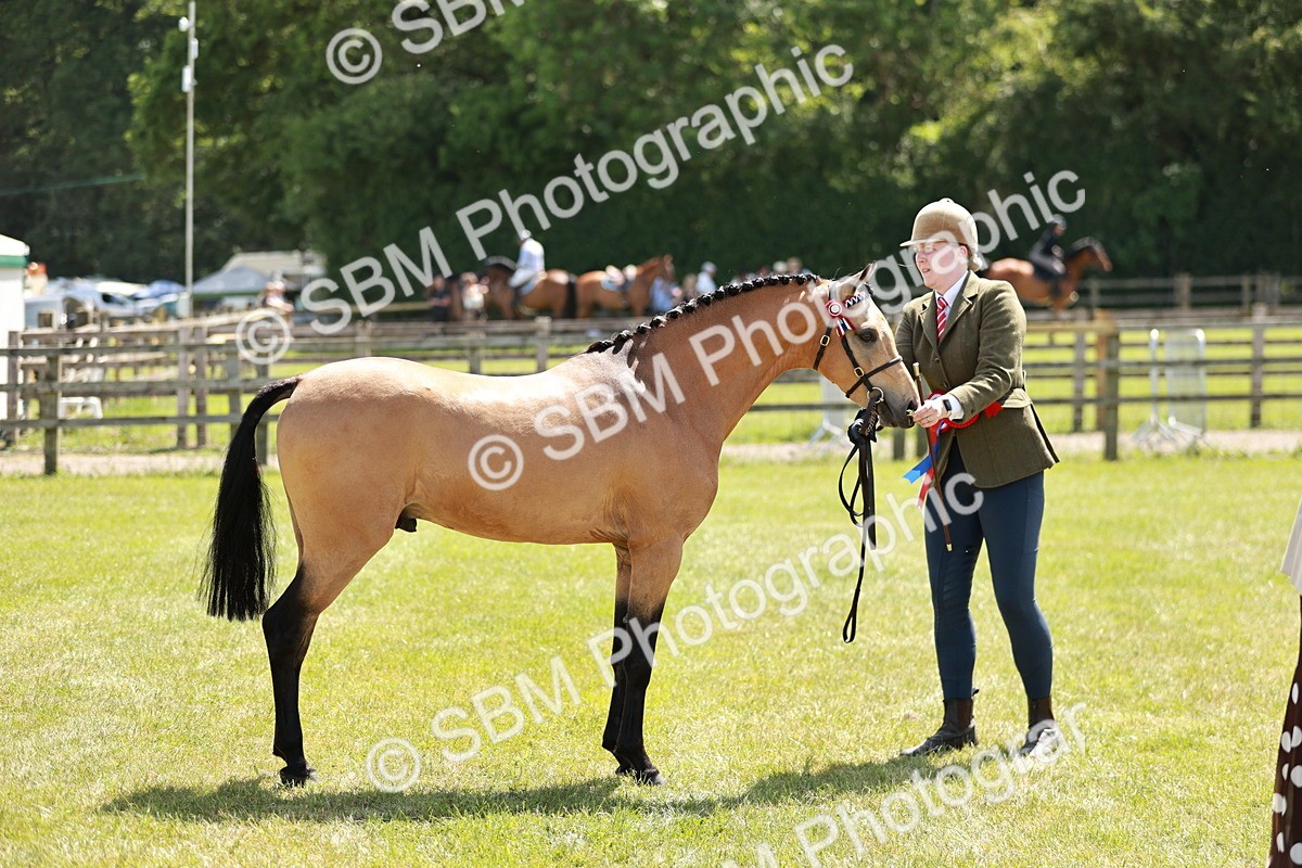 SBM_05585 - Class 41-45 - Riding Pony-Hunter Pony Breeding