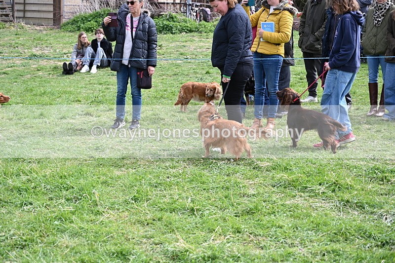 WJ6_8792 - Class 8 Best Working / Gun Dog or Bitch