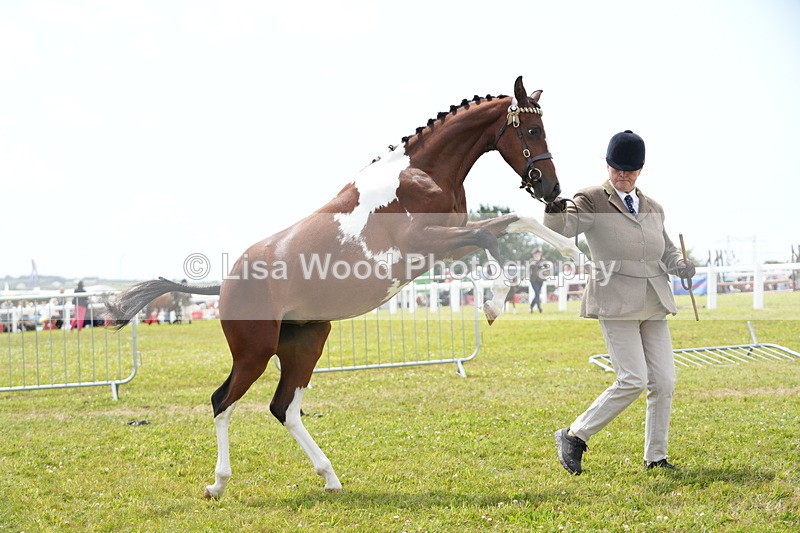 DSC06713 - Class 58: Coloured Pony Youngstock