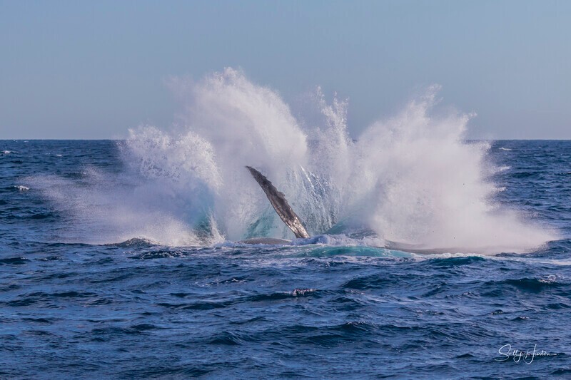 0A3A4133. Breaching Splash 1 - 2026 Whales