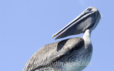 Pelican - Galapagos Islands