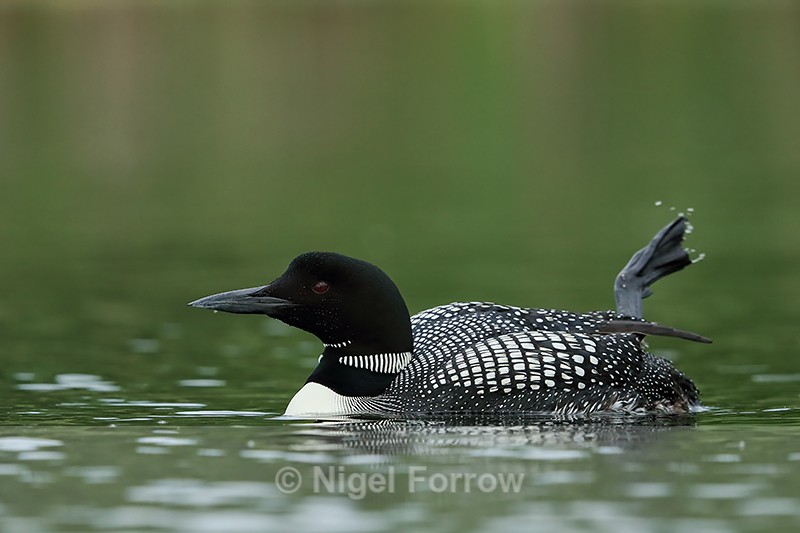 Common Loon waves leg, Minnesota, USA - Great Northern Diver