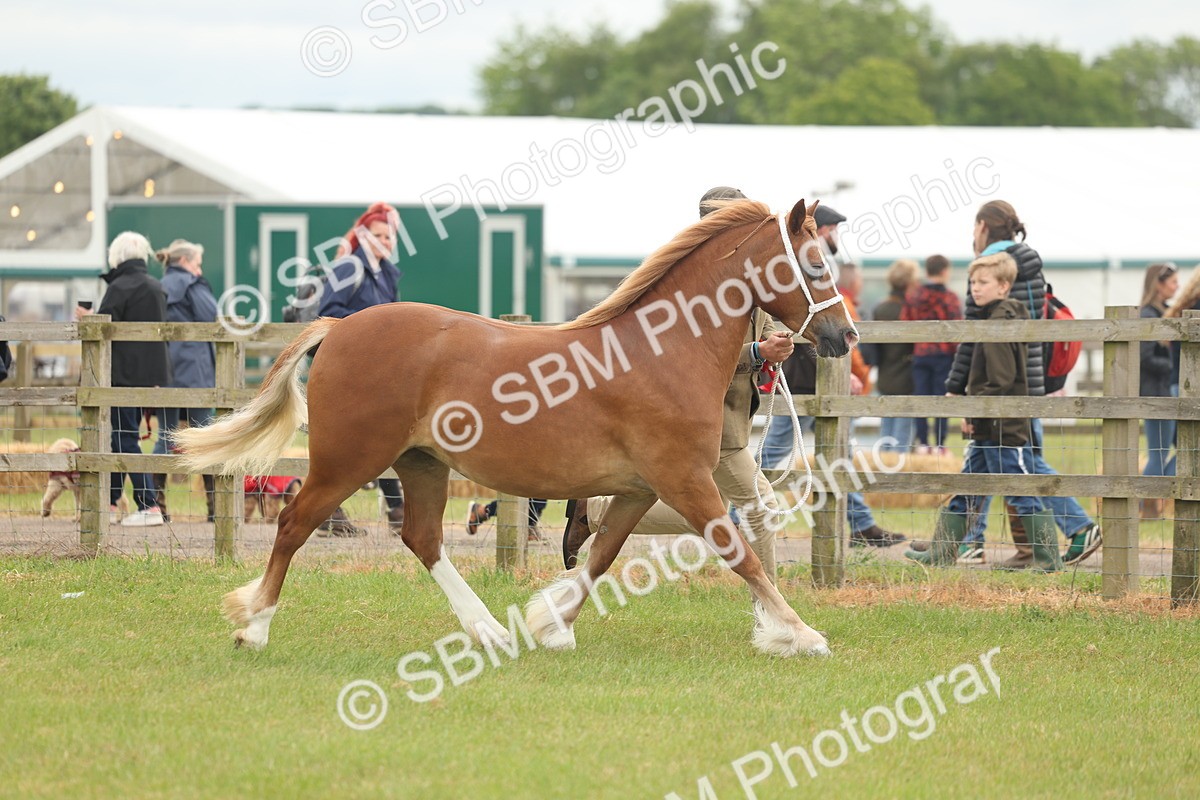 SBM_02433 - Class 50-57 - M&M Welsh Pony In Hand