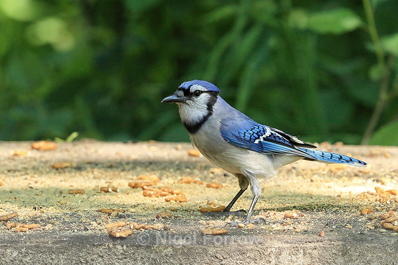 Blue Jay at feeding station, Minnesota, USA - Blue Jay