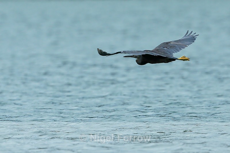 Pacific Reef-Egret flying, Vietnam - Pacific Reef-Egret