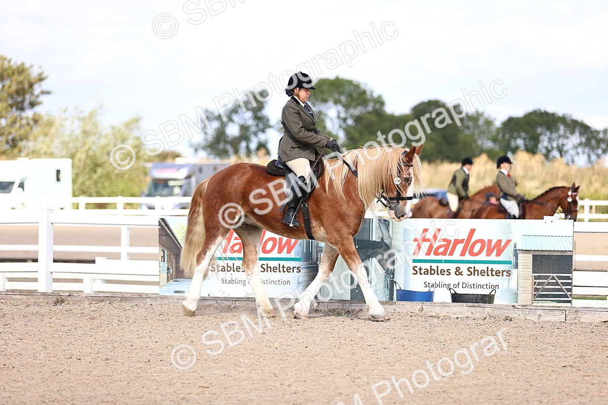 SBM_14357 - Class 412 - Handsomest Gelding (IH or Ridden)Adult
